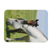 マーレ放牧子馬磁石 マグネット (横)