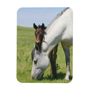 マーレ放牧子馬磁石 マグネット