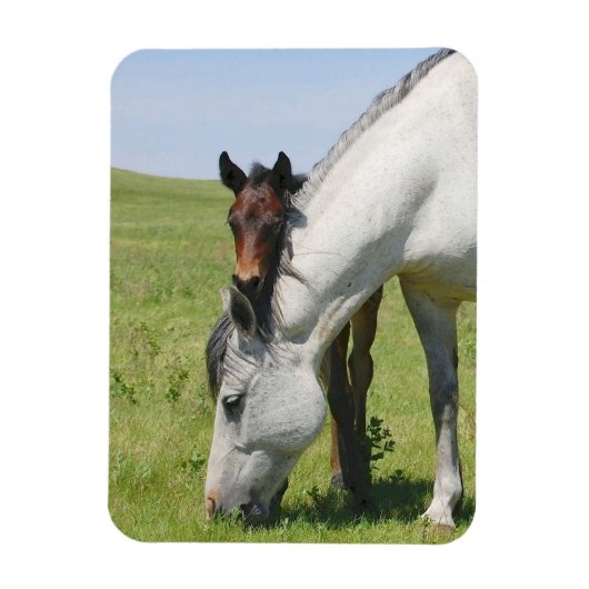 マーレ放牧子馬磁石 マグネット (縦)