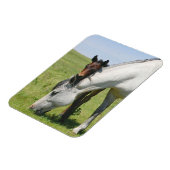 マーレ放牧子馬磁石 マグネット (左側)