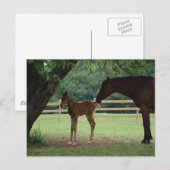 マーレ・アンド・フォール・アンダー・ツリー ポストカード (正面/裏面)