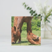 マーレ&子馬招待状 招待状 (スタンド正面)