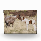 マーレ(子馬) フォトブロック (正面)