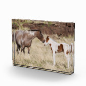 マーレ(子馬) フォトブロック (右)