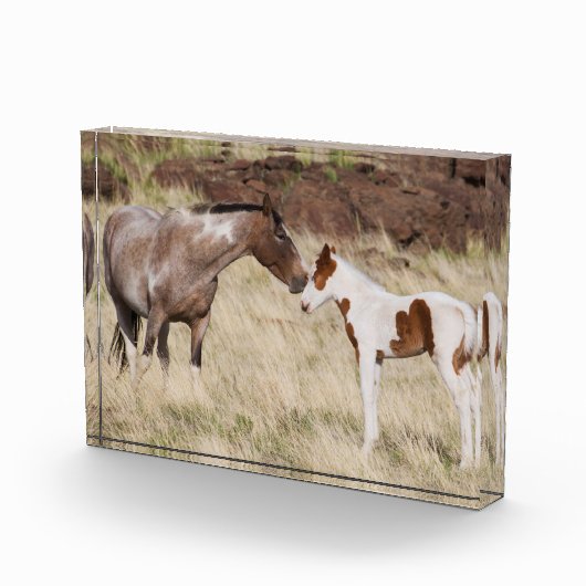 マーレ(子馬) フォトブロック (右)