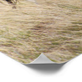 マーレ(子馬) ポスター (角)