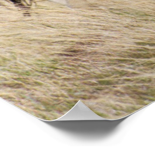 マーレ(子馬) ポスター (角)