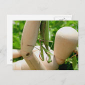 マ祈ンテぶら下がったィスの倒れ ポストカード (正面/裏面)