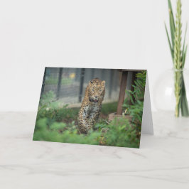 ミア –  カード