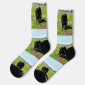 ミイラとベビーガロウェイ牛、クルーソックス ソックス (左)