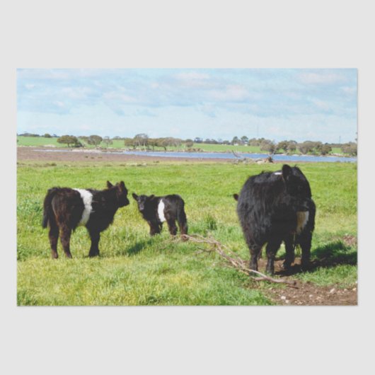 ミイラとベビーガロウェイ牛、ティッシュペーパー 薄葉紙 (正面)