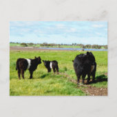 ミイラとベビーガロウェイ牛、ポストカード ポストカード (正面)