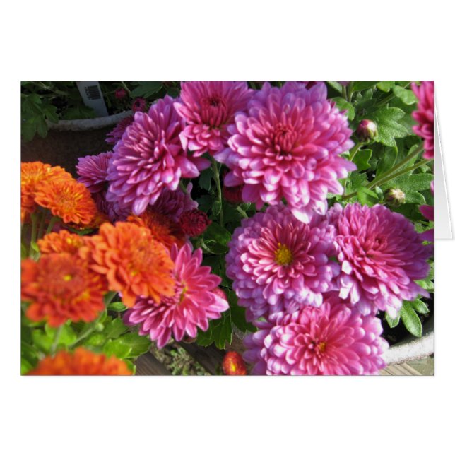 ミイラを集めること (正面横)