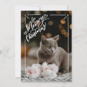 ミオウィクリスマスフルフォトキャットペット シーズンカード (正面)