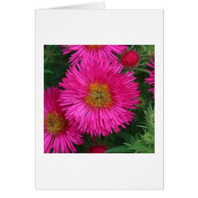 ミカエルマスデイジー (正面)