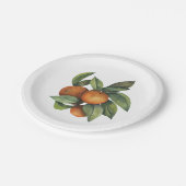 ミカン柑橘類 ペーパープレート (アングル)