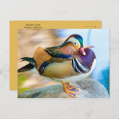 ミカン鴨が水のそばに立つ ポストカード (正面/裏面)