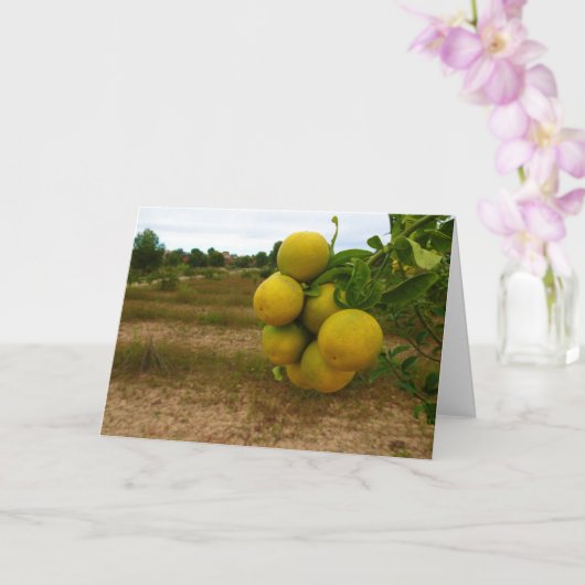 ミカン カード (蘭)