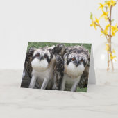 ミサゴの兄弟 カード (黄色い花)