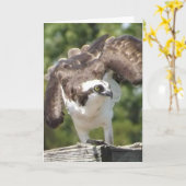 ミサゴの挨拶状 カード (黄色い花)