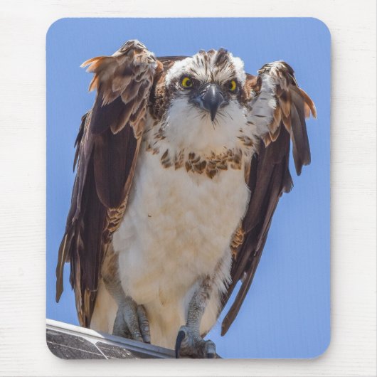 ミサゴの目 マウスパッド (正面)