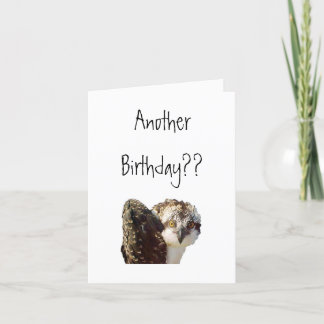 ミサゴの誕生日 カード