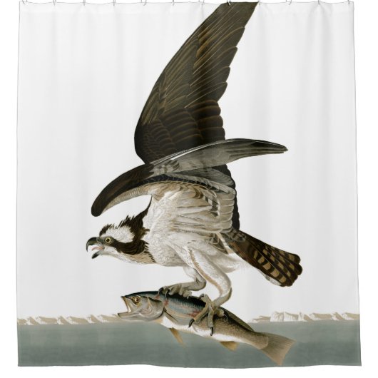 ミサゴの魚タカの鳥の海のAudubonのシャワー・カーテン シャワーカーテン (正面)