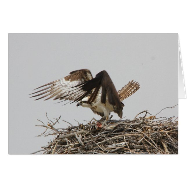 ミサゴ (正面横)