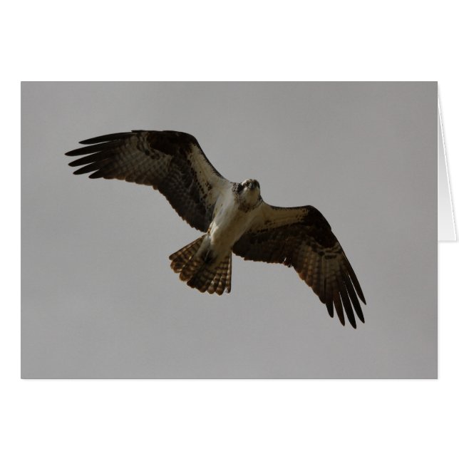 ミサゴII (正面横)