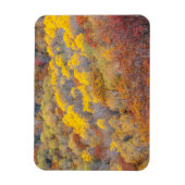 ミシガンの秋 マグネット (縦)