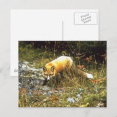 ミシガンキツネはがき ポストカード (正面/裏面)