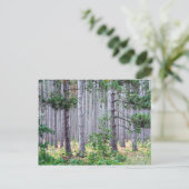 ミシガンパインツリーズ ポストカード (スタンド正面)