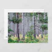 ミシガンパインツリーズ ポストカード (正面/裏面)