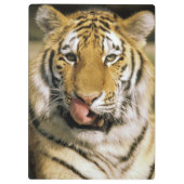 ミシガン動物園のトラ クリップボード (裏面)