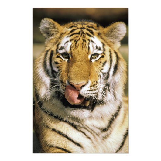 ミシガン動物園のトラ フォトプリント            (正面)