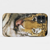 ミシガン動物園のトラ Case-Mate iPhoneケース (裏面(横))