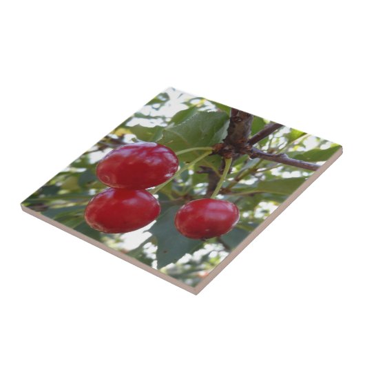 ミシガン州のさくらんぼ タイル (側面)
