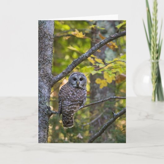 ミシガン州アルジャー郡の秋のオオフクロウ(Barred Owl) カード (正面)