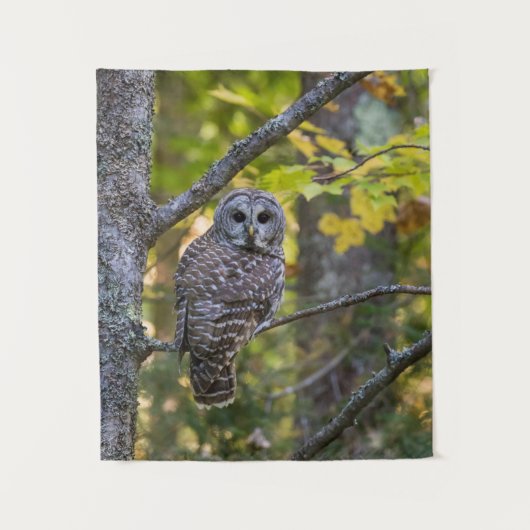 ミシガン州アルジャー郡の秋のオオフクロウ(Barred Owl) タペストリー (正面)