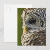 ミシガン州ストリックスバリヤ州バーレッド・フクロウ ポストカード (正面/裏面)