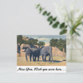 ミシガン州デトロイト動物園 ポストカード (スタンド正面)