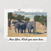 ミシガン州デトロイト動物園 ポストカード (正面/裏面)