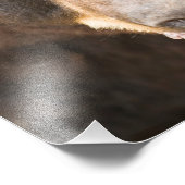 ミシガン州ブラックベア フォトプリント            (角)