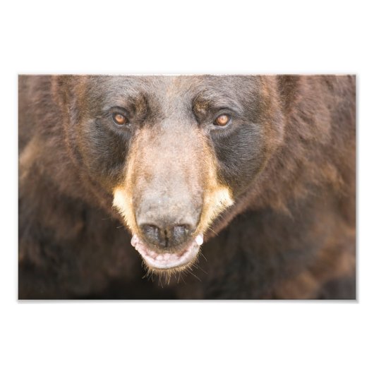 ミシガン州ブラックベア フォトプリント            (正面)
