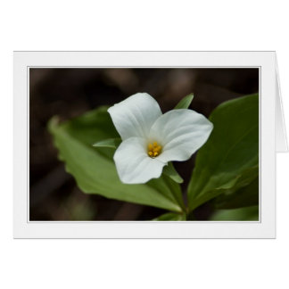 ミシガン州01のカードの4季節