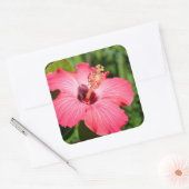 ミシガン州、ディアボーン。ピンクハイビスカス詳細 スクエアシール (封筒)