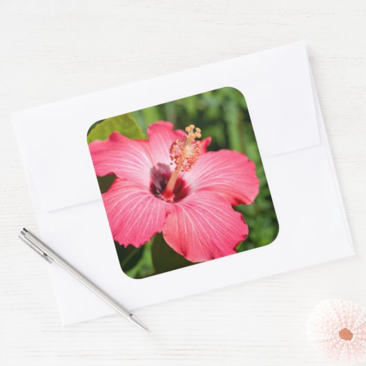 ミシガン州、ディアボーン。ピンクハイビスカス詳細 スクエアシール (封筒)