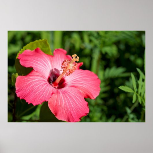 ミシガン州、ディアボーン。ピンクハイビスカス詳細 ポスター (正面)
