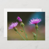 ミシガン州,ナプウィード ポストカード (正面/裏面)