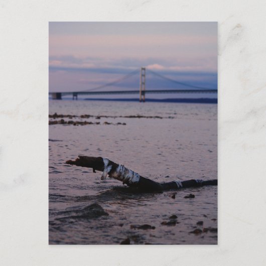 ミシガン湖の流木 ポストカード (正面)